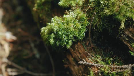 Close-up-panning-right-showing-log-mosses