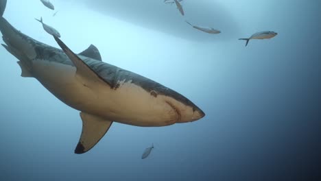 gran tiburón blanco con cicatrices de batalla carcharodon carcharias 4k primer plano de tiburón con cicatrices islas neptuno sur de australia