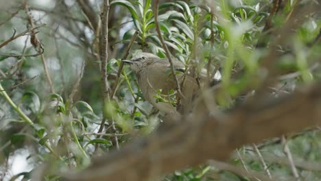 sinsonte patagónico mirando a su alrededor mientras está sentado en la rama de un árbol en el bosque