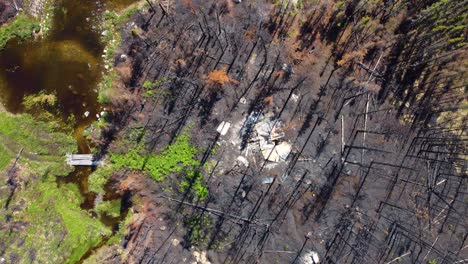 top view of burnt trees after forest fire