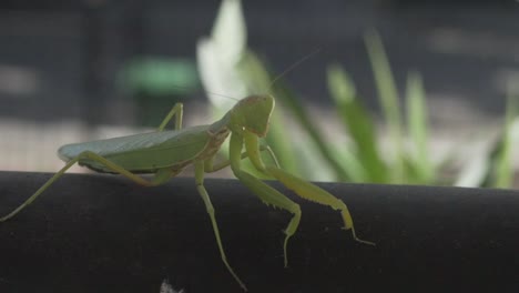 imágenes de mantis religiosa verde, sentadas en un riel de metal negro, rezando y mirando la cámara, vista lateral 120fps