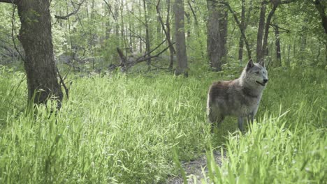 a lone grey wolf stands in tall green grass, framed by lush forest trees and sunlight filtering through a spring morning.