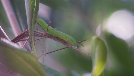 Closeup-of-a-static-tiny-green-worm-among-the-leaves-of-a-tree