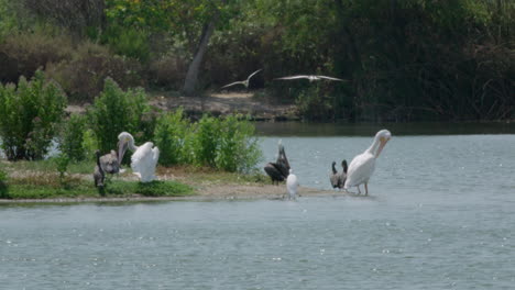 pelicans and other birds on a lake