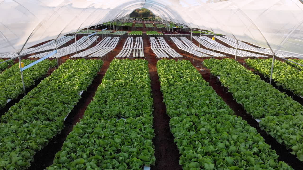 Growing fresh lettuce, hydroponic farm with rows of green vegetables in greenhouse