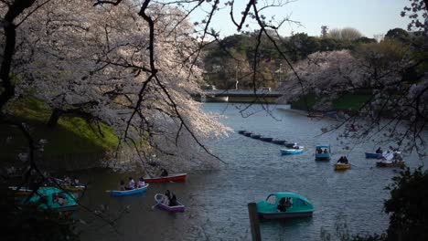 Paisaje-Típico-Japonés-En-Chidorigafuchi-Con-Muchos-árboles-De-Sakura