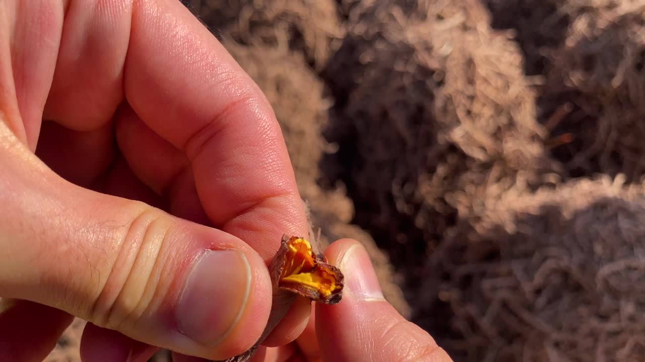Natürliche Farbe zur Herstellung handgemachter Farbstoffe, Färbekunst in der Rubia-Landwirtschaft im Iran. Lange Wurzeln dieser farbgebenden Pflanzen wachsen, werden dann getrocknet und zu Pulver zermahlen, in der Wüstenregion Yazd im Iran.