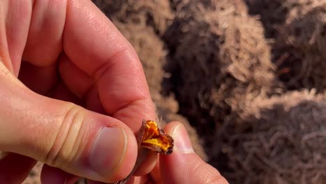 Natural-color-to-make-handmade-dye-dyeing-skill-the-Rubia-farm-field-agriculture-in-Iran-grow-long-roots-of-this-color-making-plants-vegetable-then-dry-and-grind-make-powder-in-Iran-Yazd-desert-area