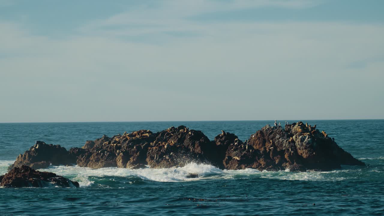 Seal Rock a Monterey con leoni marini e foche a Pebble Beach, 17-Mile Drive