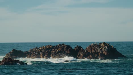 roca de foca en monterey con leones marinos y focas en pebble beach, 17 millas en coche