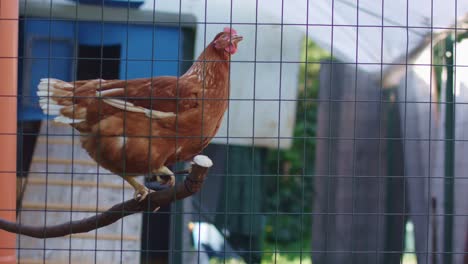 Gallina-En-Gallinero