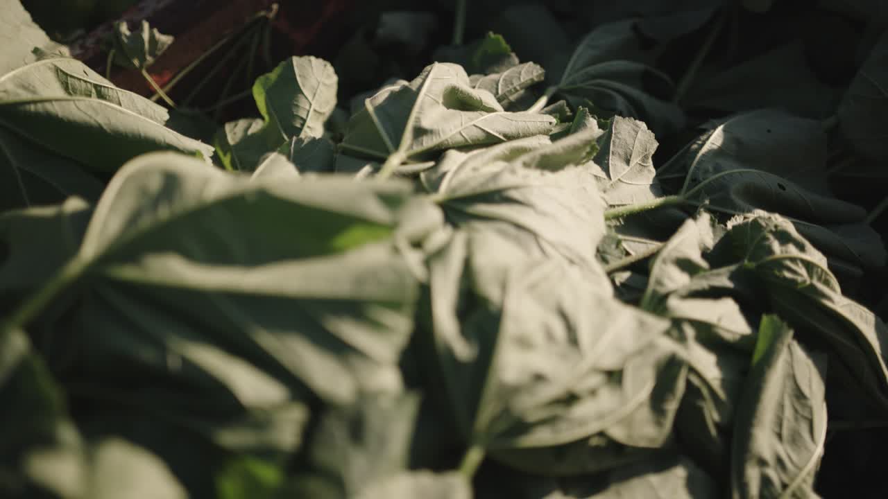 disparo de cerca de los verdes recién recogidos del jardín