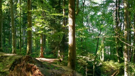 a drone flies over a log in the woods