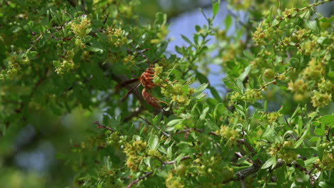 Close-Up-Of-Wasp-And-Other-Insects-Pollinating-Lush-Green-Bush-Plant-Under-The-Sunlight