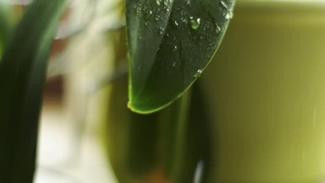 Rocíe-Un-Poco-De-Agua-En-Una-Hoja-9