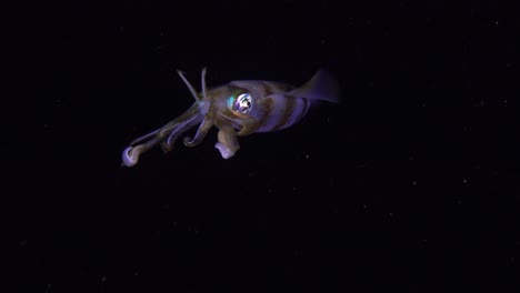 Big-fin-reef-squid-at-night