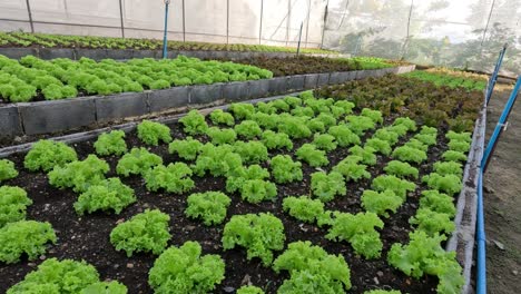 lettuce plants growing over time in a controlled environment.