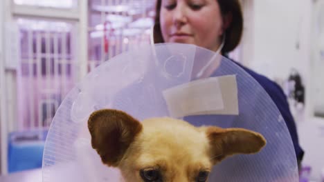 caucasian woman volunteer nursing a dog