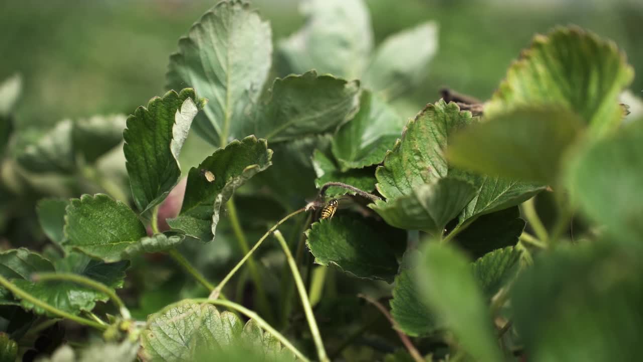abeja volando sobre las hojas verdes en la granja rural del huerto