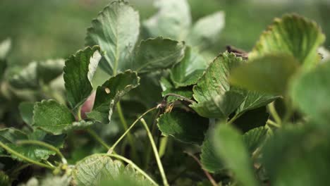 bee flying over green leaves in orchard rural farm