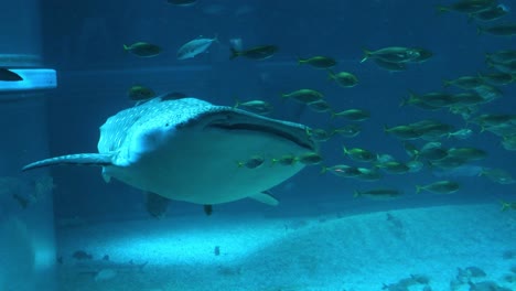 gentle giant glides among school of fish