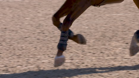 brown horse galloping through an equestrian show jumping course in slow motion