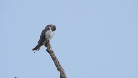 beautiful black winged kite sitting on the edge of wooden end of a dry tree