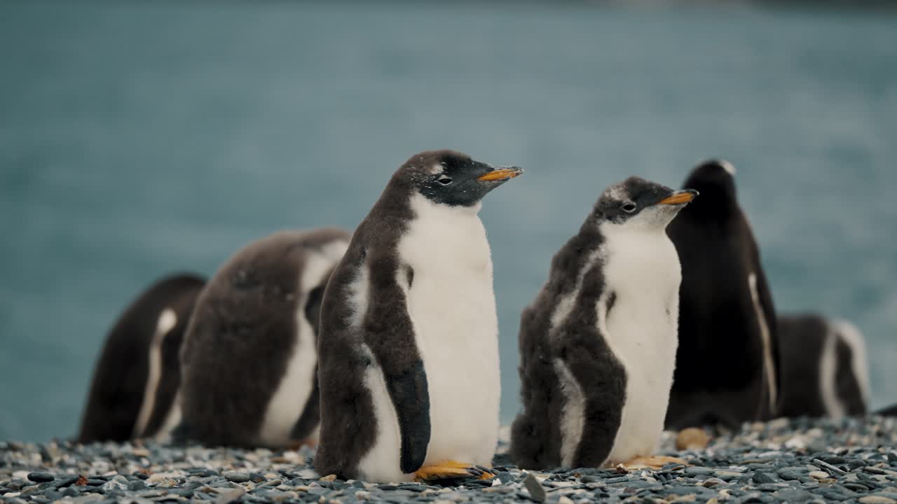 grupo de pingüinos gentoo en la isla martillo, tierra del fuego, argentina - de cerca