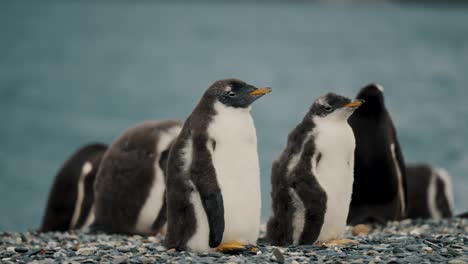 Group-Of-Gentoo-Penguins-In-Isla-Martillo,-Tierra-del-Fuego,-Argentina---Close-Up