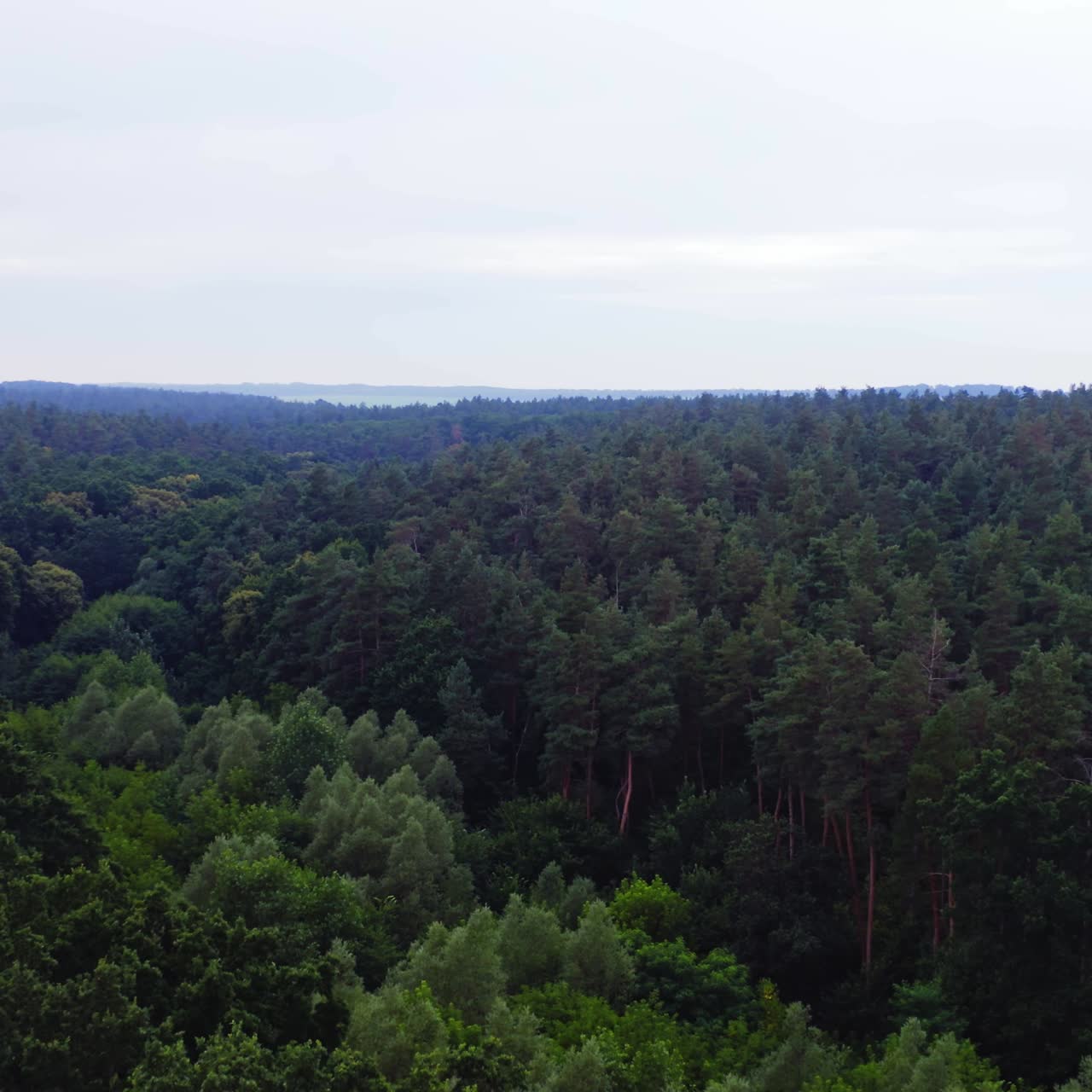 Beautiful scenery of woods. Flight over the green treetops under clear sky. Panoramic view of forest in summer. Aerial view.