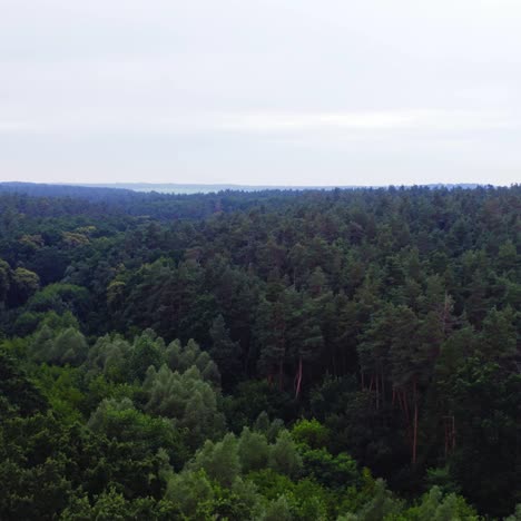 beautiful scenery of woods. flight over the green treetops under clear sky. panoramic view of forest in summer. aerial view.
