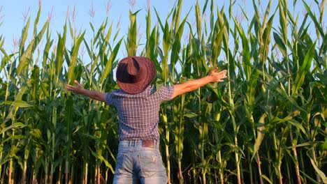 A man in a cornfield