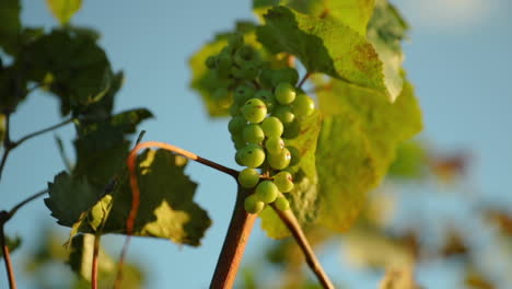 vineyard field during a sunny day caught in a strong wind