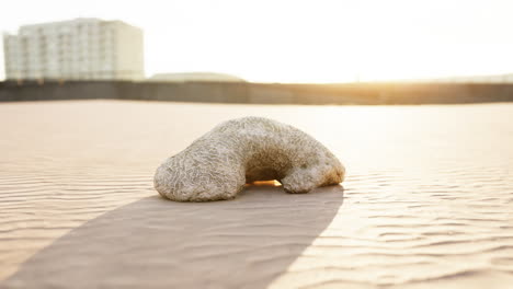 old white coral on sand beach