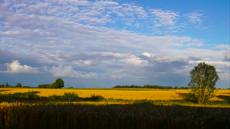 Fast-moving-cloud-and-shadow-timelapse-over-yellow-farmland,-Latvia