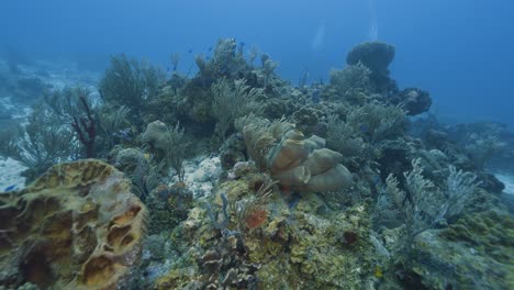 cozumel.reef and sea. mexico. underwater video