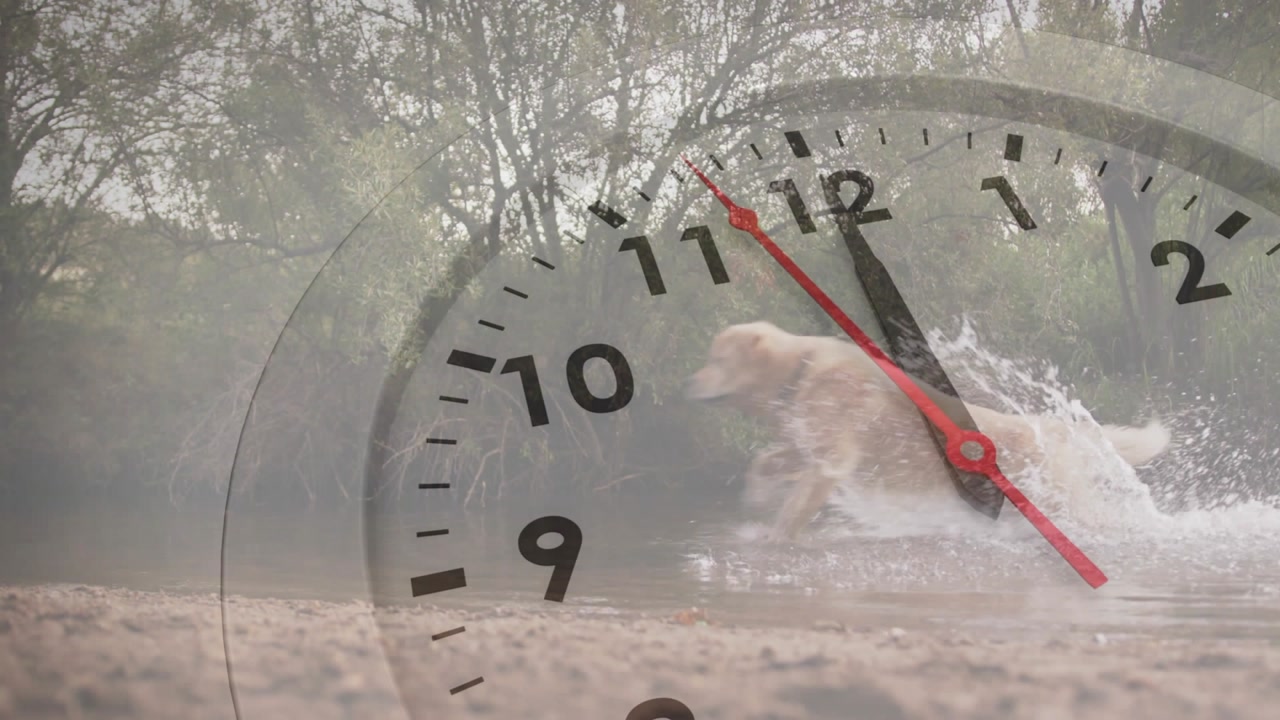 Clock hands moving with dog bursting from right running across splashing water showing time passing