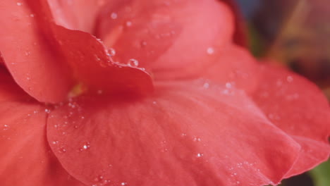 Una-Flor-Asombrosa-Con-Gotas-De-Agua-Sobre-Los-Pétalos-Crece-En-El-Jardín