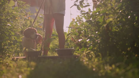 gardener standing with her dog outdoors holding leash while dog looks ahead with two metal bowls placed on wooden plank in front of them, vibrant sunlight shining through vegetation