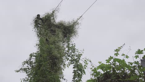 Una-Antigua-Pila-Eléctrica-Repleta-De-Plantas