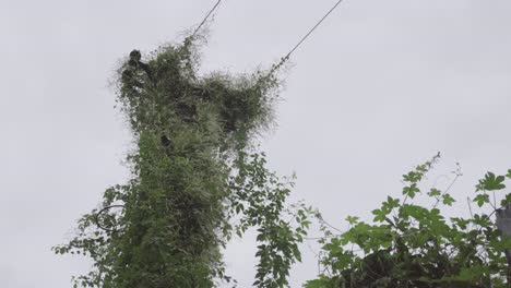 una antigua pila eléctrica llena de plantas
