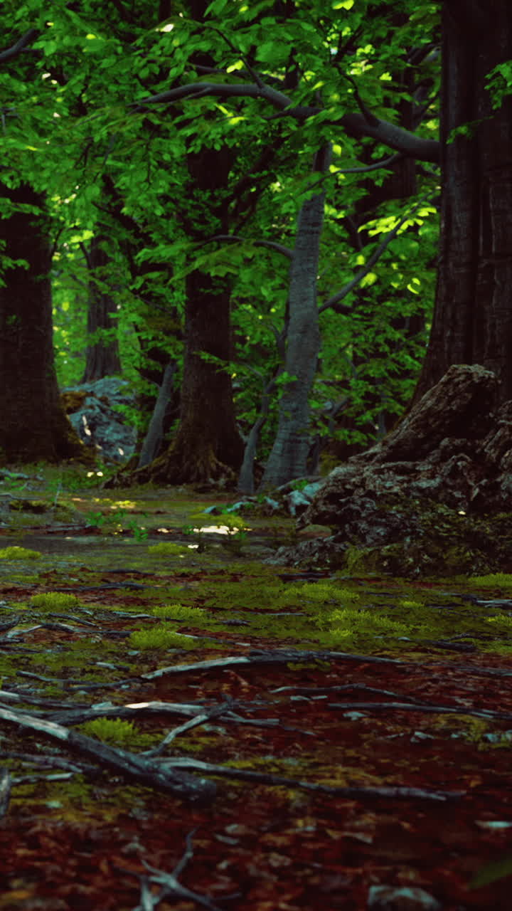 Sentiero nel bosco che conduce ad alberi verdi e terreno muschioso in un ambiente naturale.