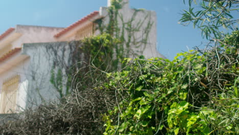 some green vegetation on a wall.