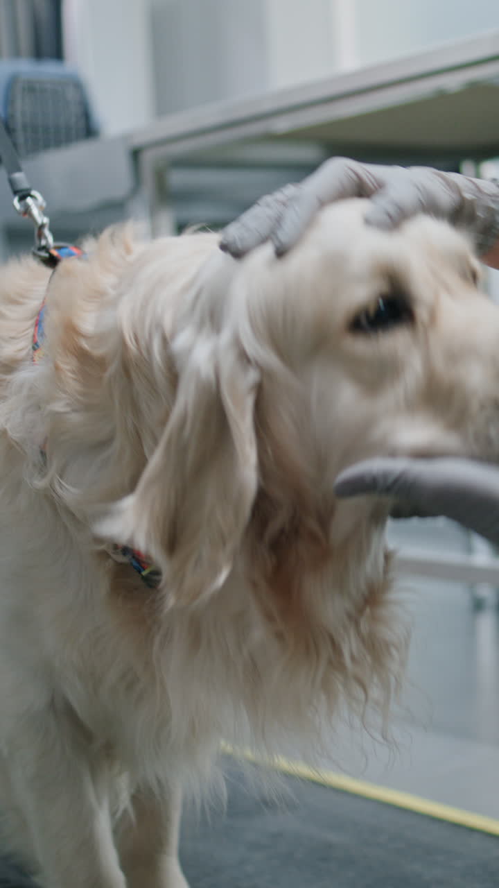 Golden Retriever at Airport