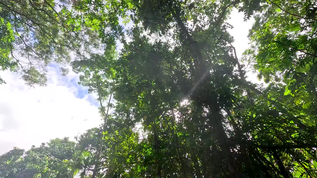 Lush rainforest canopy with sunbeams, vibrant greenery, upward camera movement, natural daylight, tranquil mood