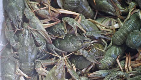 close up of fresh crawfish