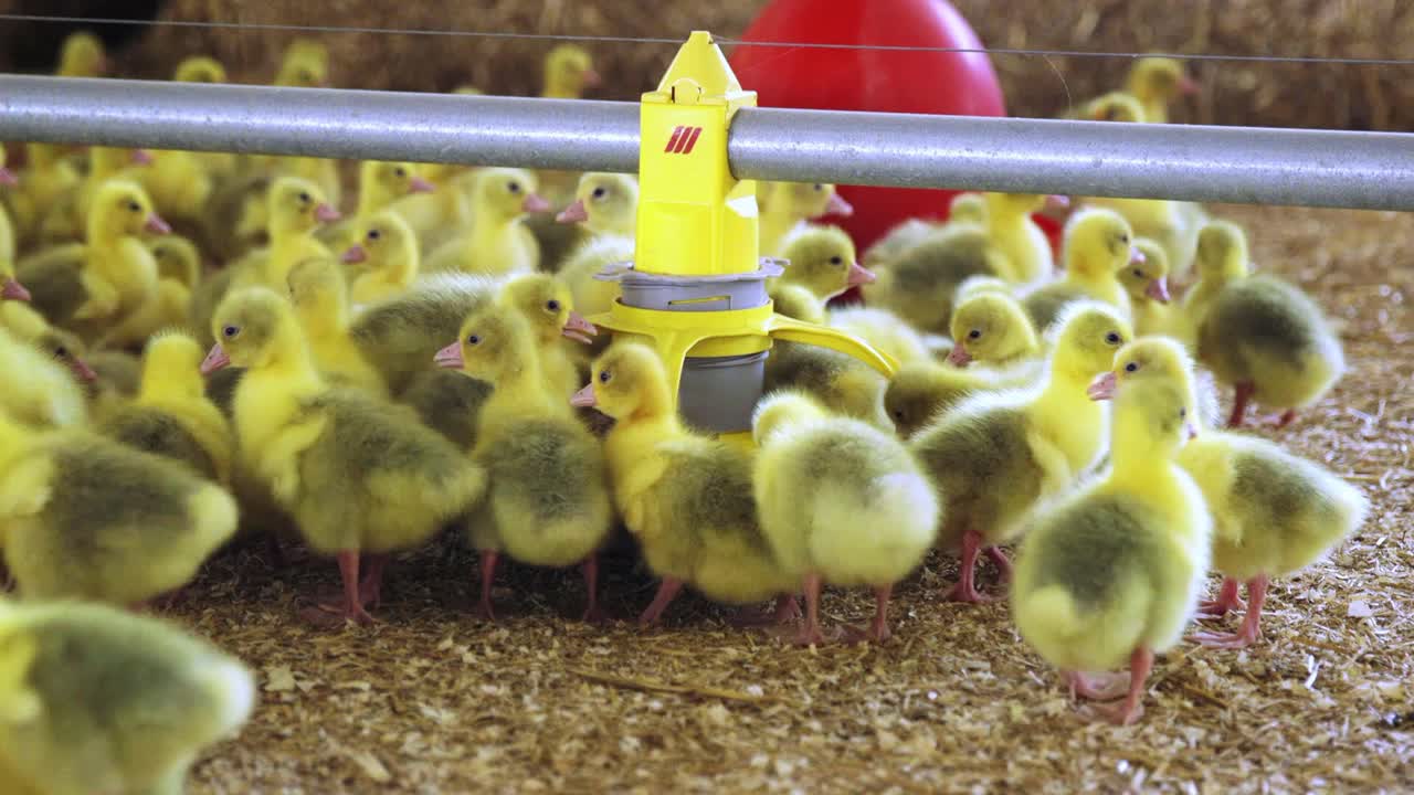 Goslings eating from automated feeder in indoor farm