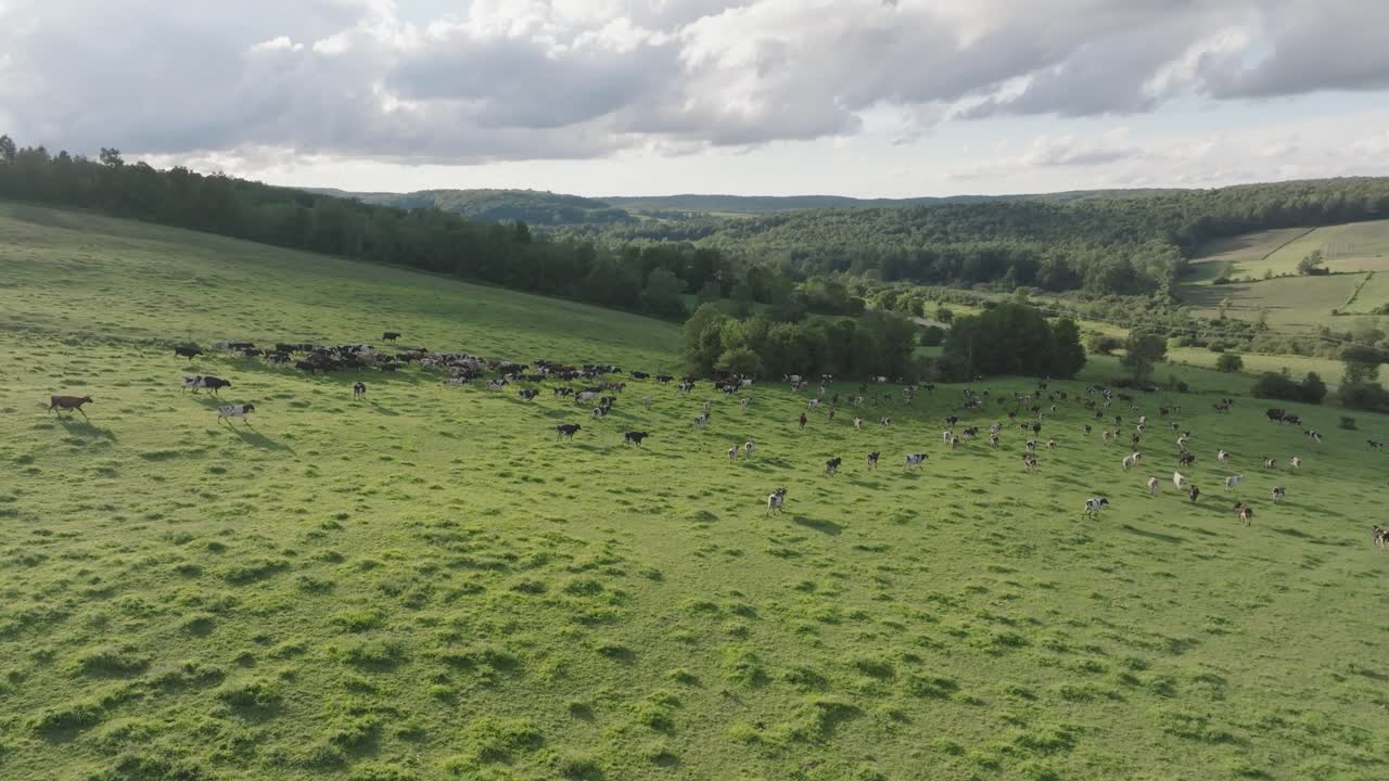 Aerial view of a large herd of cows running across an open green pasture on a sunny day.