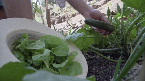 close up on hand cutting lettuce from home garden