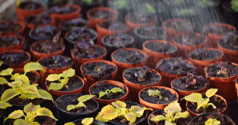 Female-Gardener-Watering-Flowers-Seedlings-4